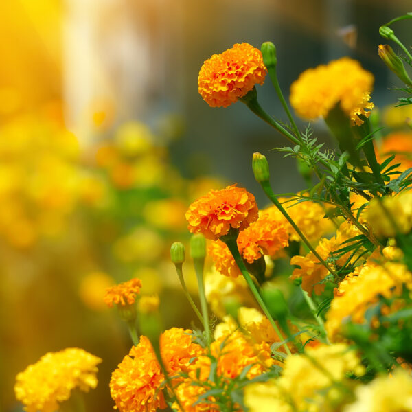 Full Package : The Marigold Webinar Series | For New Teachers